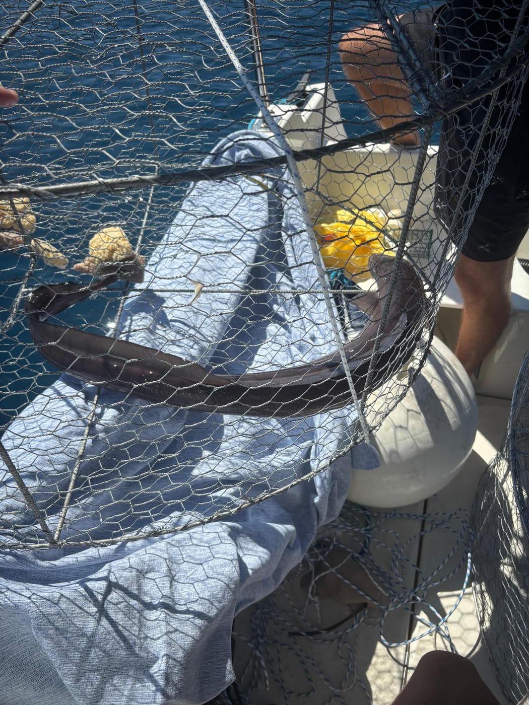 Fresh Adriatic fish caught on a private fishing trip from Omiš